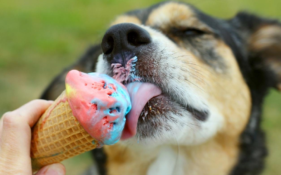 Top 10 Canine Ice Cream Brands in India