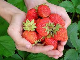 BENEFITS OF CULTIVATING YOUR STRAWBERRIES