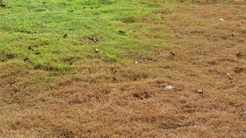 Dormant Grass vs. Dead Grass: What’s the Difference?