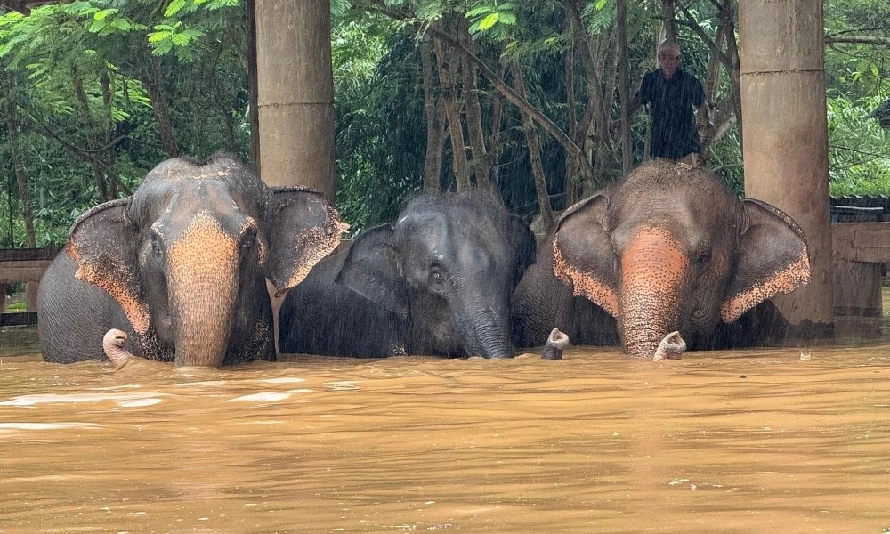Why Samui Elephant Haven is best for responsible wildlife tourism